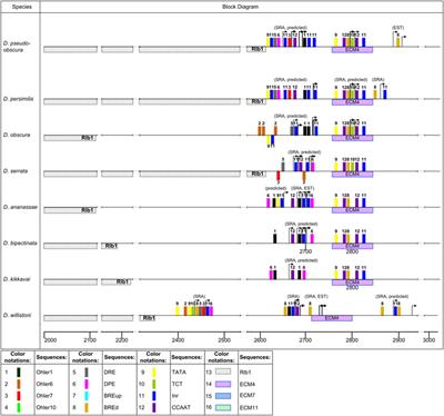 Episodes of Rapid Recovery of the Functional Activity of the ras85D Gene in the Evolutionary History of Phylogenetically Distant Drosophila Species